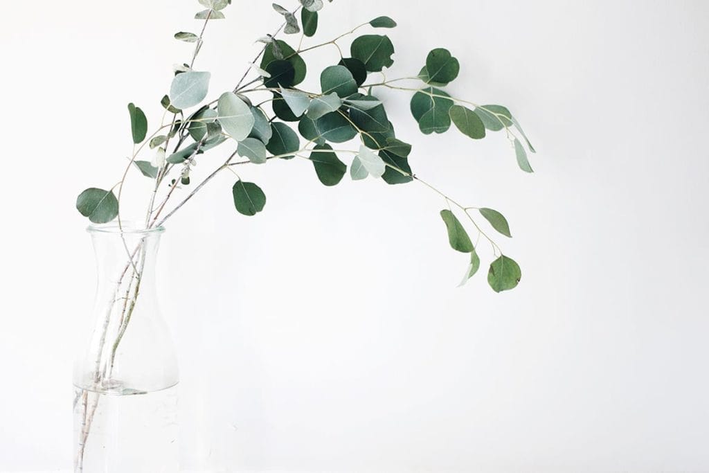 Green Corner in My Home ภาษาไทย